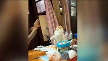 Funny Cats And Dogs Fails Comedy Videos Compilation. Part 26