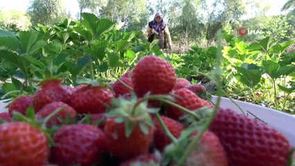 Televizyonda gördü dikti, şimdi telefonla sipariş alıyor