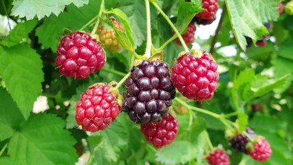 OSMANİYE - Erkenci böğürtlen hasadına başlandı