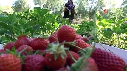 Televizyondan görüp başladılar, şimdi siparişe yetişemiyorlar