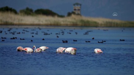 İZMİR - Gediz Deltası'nda baharla hareketlenen kuşların dünyası kayıt altına alınıyor