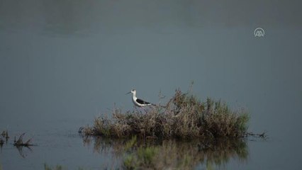 Gediz Deltası'nda baharla hareketlenen kuşların dünyası kayıt altına alınıyor