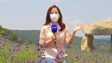 [날씨] 주말 중부 비, 남부 화창한 날씨 속 라벤더 개화 / YTN