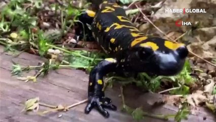 Ender tür yakından böyle görüntülendi