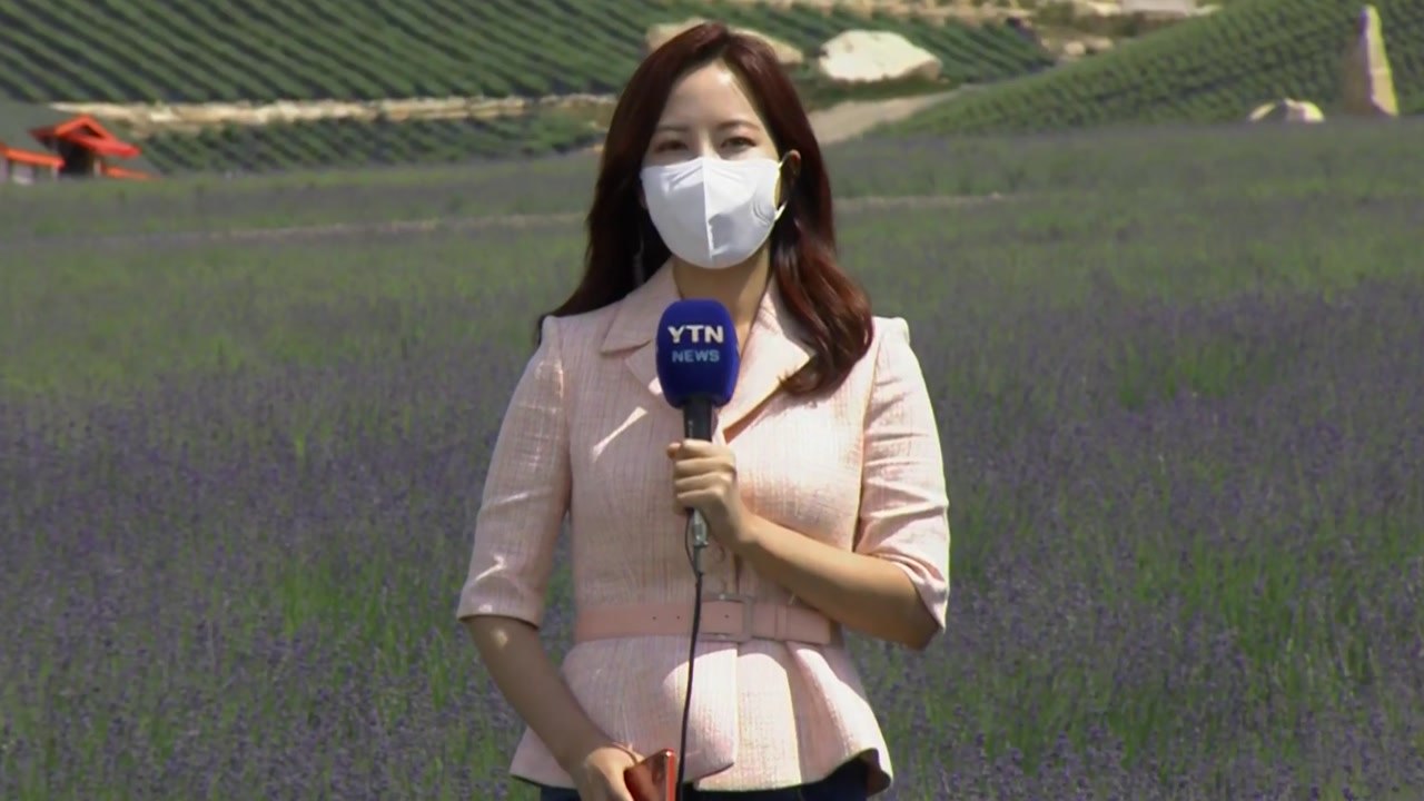 [날씨] 주말 중부 비, 남부는 화창...라벤더 개화 / YTN