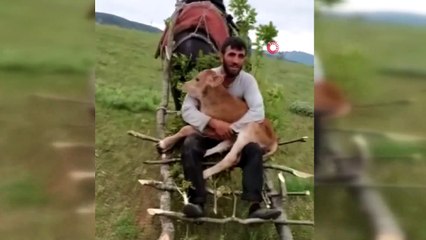Dağda doğan buzağıyı taşıdığı anlar ilginç görüntüler oluşturdu