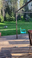 Moose Wanders Into Backyard Looking for Water