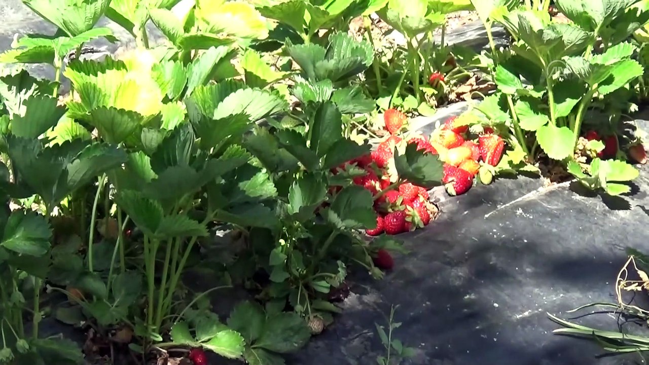 KONYA - 'Hüyük çileği' coğrafi işaretle tescillendi