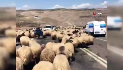 Koyun sürüsü karayolunu kapattı