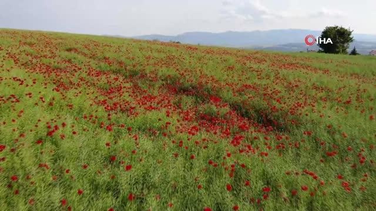 Tekirdağ'da tarlalar kırmızıya boyandı