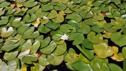 Türkiye’nin en büyük nilüfer tarlasında şölen başladı