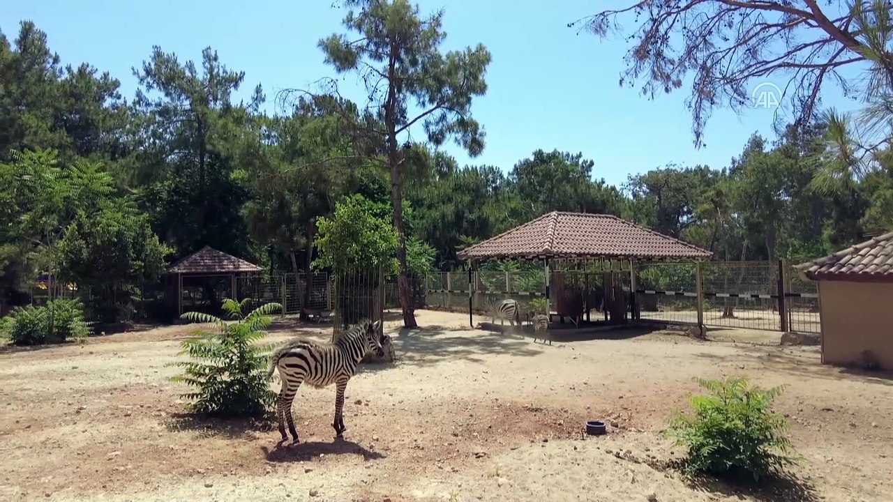 ANTALYA - Hayvanat bahçesindeki yeni yavrular ilgi odağı oldu