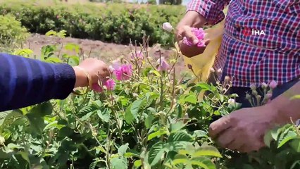 Yağını geleneksel yöntemlerle çıkartıp gramını 100 TL'den satıyor