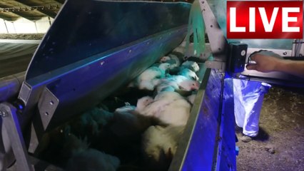 Broiler Transport - Etlik Piliç Nasıl Taşınıyor