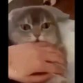 Cute and Funny Cat Videos to Keep You  Smiling!