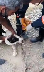 Son dakika! Tasma zincirinin halkası çenesine sıkışan köpeği itfaiye ekipleri kurtardı