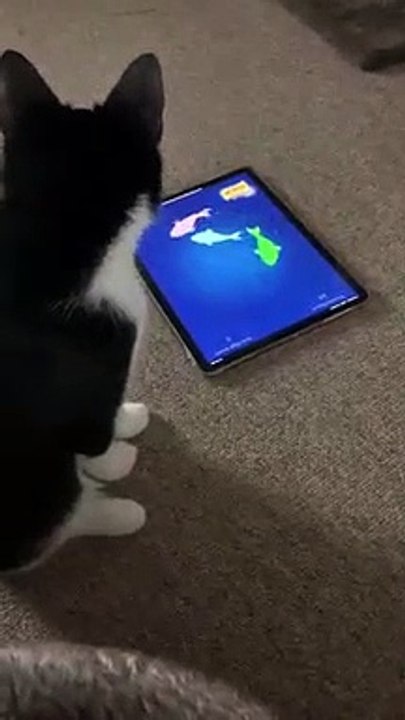 Tara the rescue cat