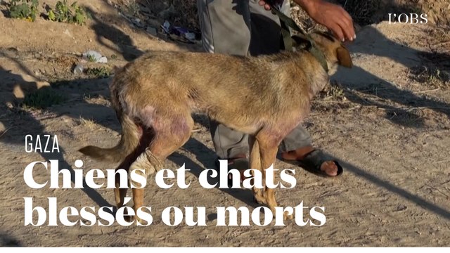 Animaux tués ou traumatisés : à Gaza, un choc de plus à soigner