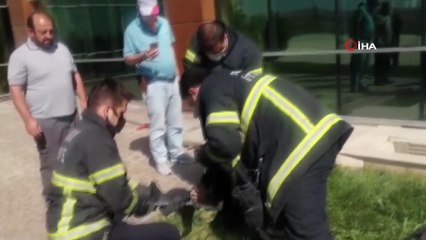 Apartmanda yakalanan yılan doğal ortamına bırakıldı