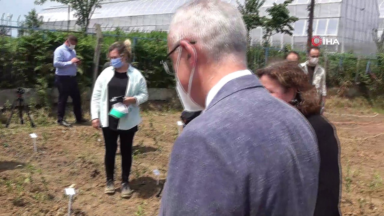 Türkiye'de çay üretilen 31 ilçe tek tek taranarak en önemli çay genotipleri Çay Gen Havuzu'nda toplandı