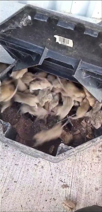 Swarm of Mice Scurry Away