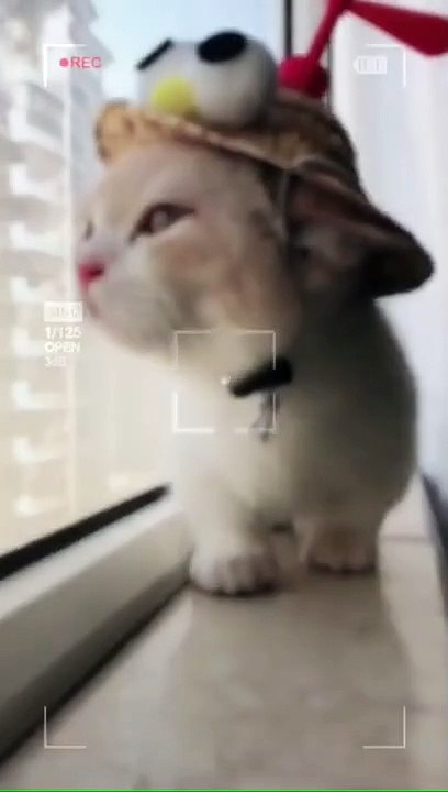 Baby cat