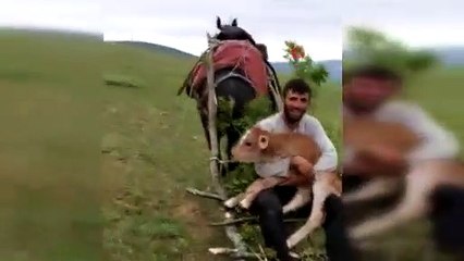 Dağda doğan buzağıyı böyle taşıdı