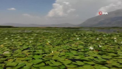 Türkiye'nin en büyük nilüfer tarlasında şölen başladı