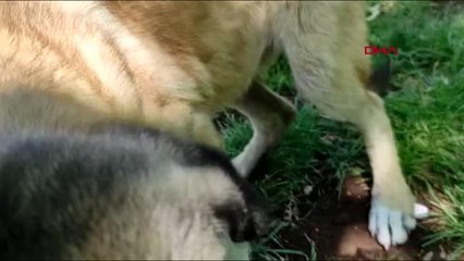 DİYARBAKIR KÖPEĞİ TAŞLAYANLARIN ARASINA TEREDDÜTSÜZ GİRİP, BİSİKLETLE 5 KİLOMETRE TAŞIMIŞ