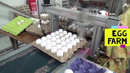 EGG FARM TECHNOLOGY - YUMURTA ÜRETİM TEKNOLOJİSİ