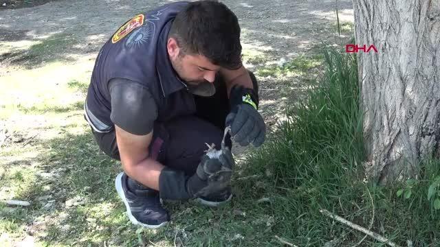 VAN YAVRU KARGA YUVASINA İTFAİYE MERDİVENİYLE BIRAKILDI