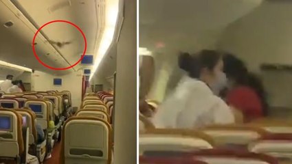 Havada panik anları! Kabine giren yarasa nedeniyle uçak acil iniş yaptı