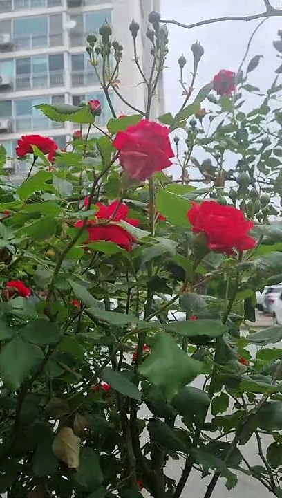 Roses are so wonderful 