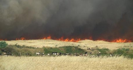İSLAHİYE'DE ANIZ YANGINIYLA BAŞLAYAN ALEVLER BUĞDAY TARLALARINA SIÇRADI