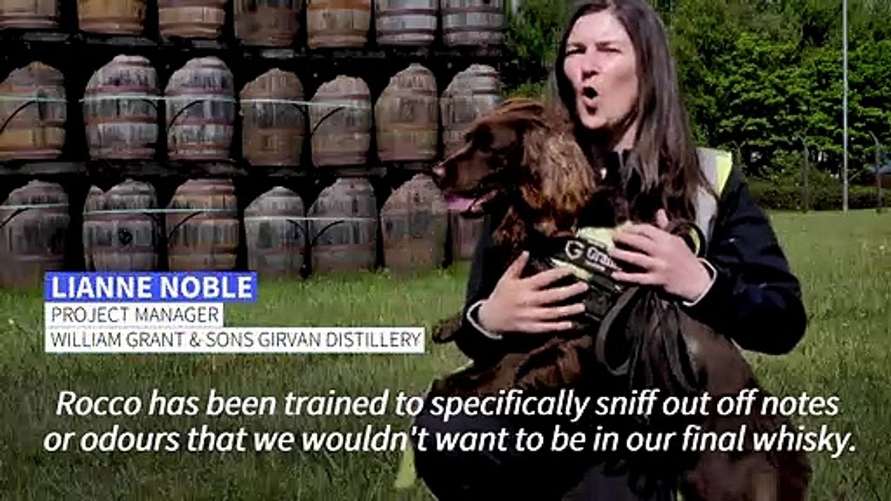 Whisky-sniffing dog hunts bad casks in Scotland