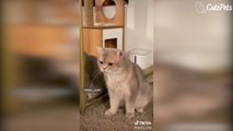 The Cutest Pets On Tiktok - Cutest Animals On TikTok #2