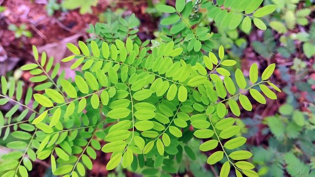 Soothing Routine Relaxing Music for Stress Relief Calm Music for Meditation, Sleep, Healing Therapy, Spa