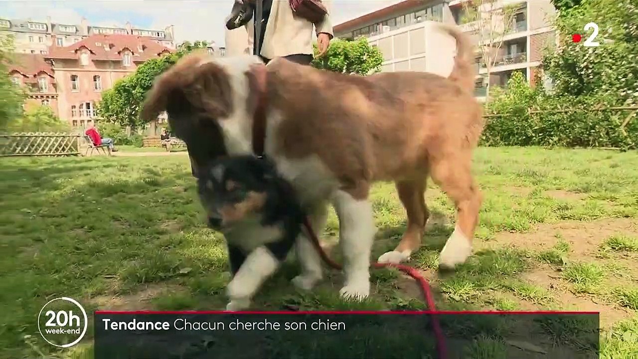 Confinement : boom des adoptions de chiens, les associations mettent en garde contre l'abandon