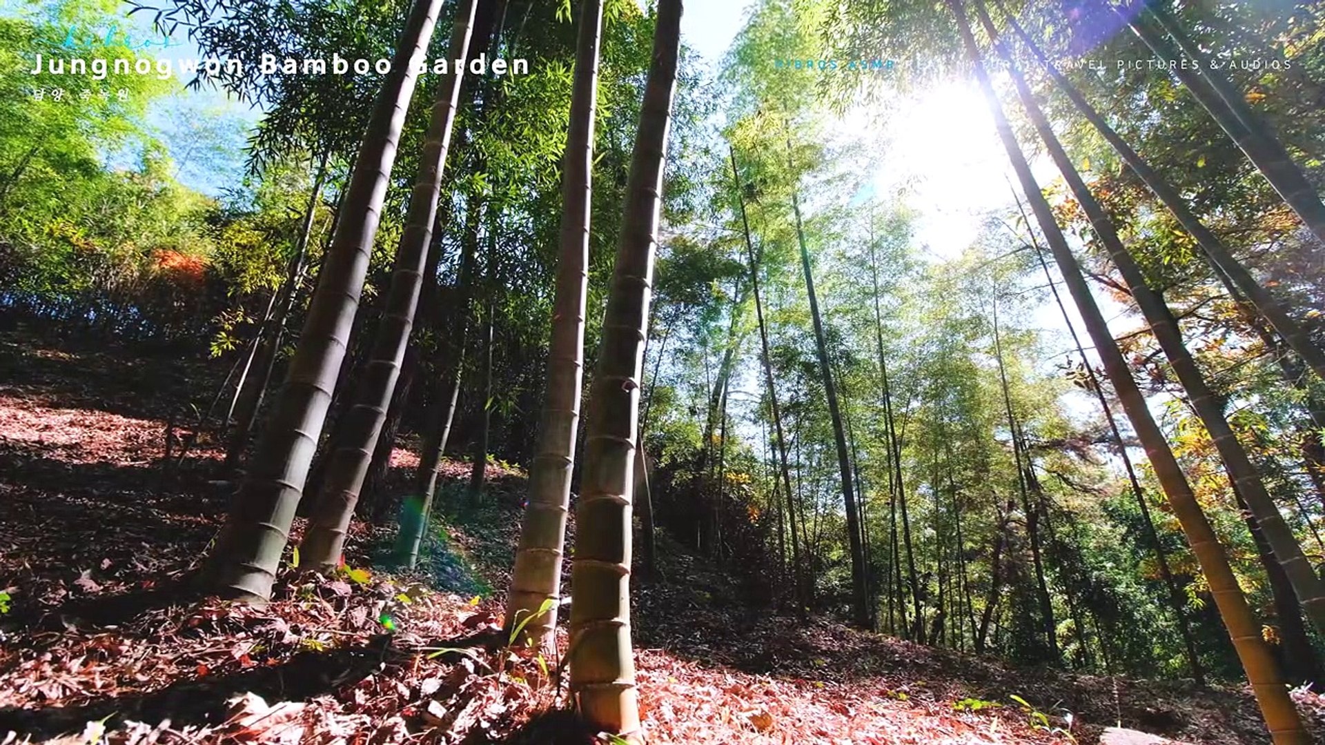 ⁣Bamboo Trees Ambience, Nature Sounds | 4K Binaural Nature Asmr Sleep & Relaxing | Jungnogwon