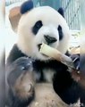 Panda Eating Bamboo (Asmr)