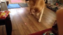 Dog And Cat Reaction To Laser Pointers - Funny Animal Reaction Videos