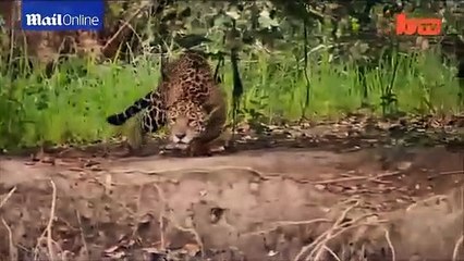 Kaplan ile timsahın sudaki savaşı