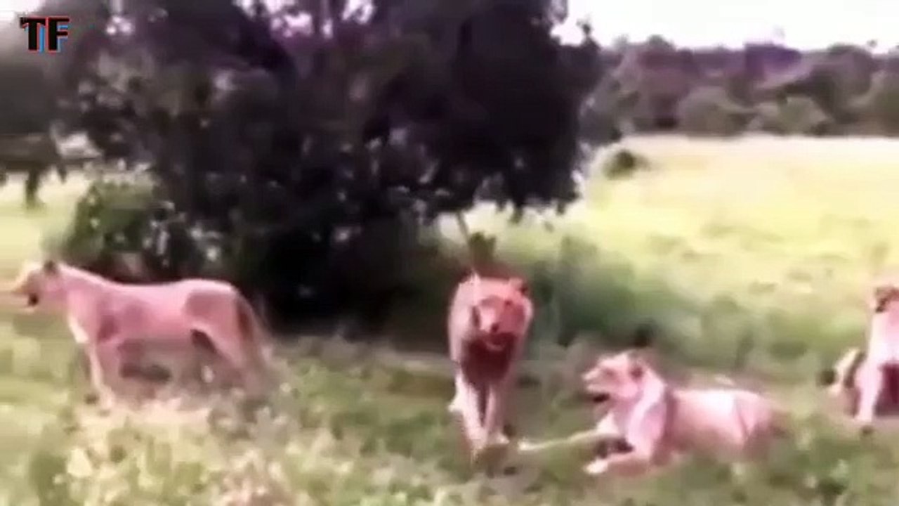 Funny Animal Dubbing Marathi Video| Marathi Funny Video | Animal Marathi Comedy.