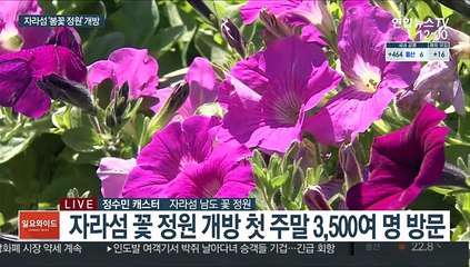 자라섬 봄꽃 활짝…거리두기 속 상춘객들 야외로