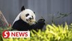 What should we do if we meet a panda in the wild? | Pandaful Q&A