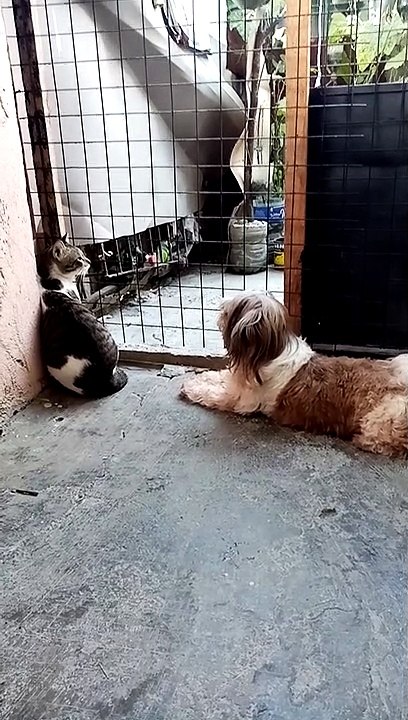 My Furbabies