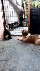 My Furbabies