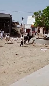 जमीन विवाद : महिलाओं पर बरसाई लाठियां, दो महिलाओं सहित चार घायल, वीडियो हुआ वायरल