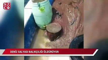 Deniz salyası turizm ve balıkçılığı da öldürüyor