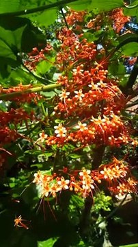 kerala wonderful flower